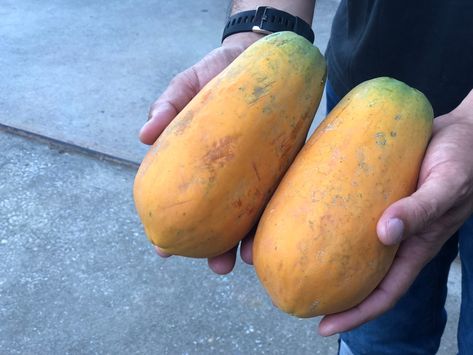 How to Tell When Papaya Is Ripe? - Garden.eco Ripe Papaya, Papaya Fruits, Brown Paper Bag, Wrinkled Skin, Juicy Fruit, Fruit Plants, Puddings, Fruit Trees, Papaya