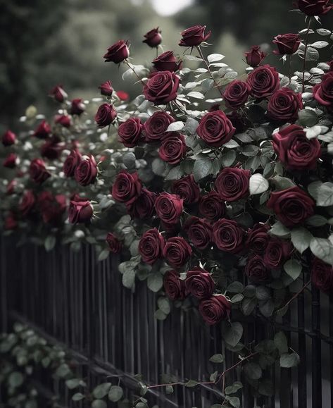 The Name Of The Rose Aesthetic, Vampire Garden Aesthetic, Gothic Garden Aesthetic, Gothic Flower Aesthetic, Rose Garden Aesthetic, Gothic Rose Aesthetic, Red Rose Garden, Dark Rose Garden Aesthetic, Pink Roses Dark Aesthetic