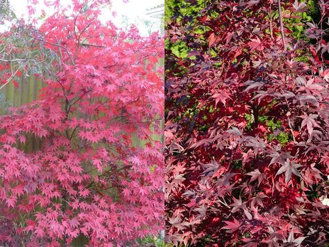 Fireglow vs Bloodgood Japanese Maple: Are They Similar? – World of Garden Plants Fireglow Japanese Maple, Bloodgood Maple, Miss Kim Lilac, Japanese Maple Tree Landscape, Korean Lilac, Maple Tree Landscape, Garden Scapes, Bloodgood Japanese Maple, Lilac Varieties