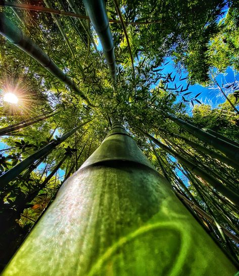 Bamboozled Bamboo Grove, Privacy Hedge, Moso Bamboo, Monterey Bay, Monterey, Hedges, Bay Area, The Garden, The Good Place