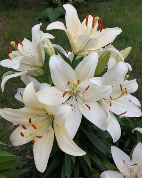 White Stargazer Lily, Beautiful Paintings Of Nature, White Lily Flower, Virgo Sun, Lilly Flower, Lily Garden, Virgo Moon, Stargazer Lily, Nothing But Flowers