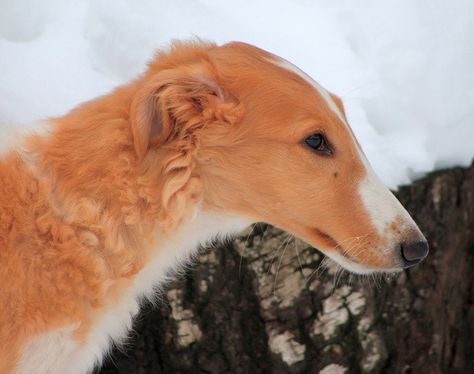 Borzoi Dog, Dog Anatomy, Dog Poses, Canine Art, Online Quiz, Pretty Dogs, Generate Leads, Pretty Animals, Wildlife Photos