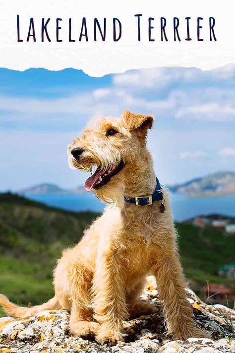 lakeland terrier Small Terrier Breeds, Lakeland Terrier Puppies, Lazy Dog Breeds, Types Of Puppies, Small Terrier, Smartest Dog Breeds, Pedigree Dog, Nature Friends, Lakeland Terrier