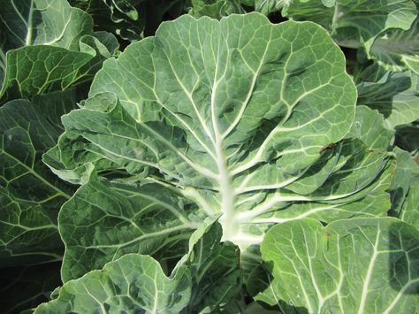 A collard relative from Portugal goes mainstream Types Of Kale, Organic Garden, Pitcairn Islands, Caicos Islands, Garden Seeds, Turks And Caicos Islands, Vegetable Garden, In The Garden, Trinidad And Tobago