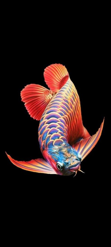 Dragon Fish Wallpaper, Wallpaper Ikan Channa, Arowana Fish Wallpaper, Arwana Fish, Fish Wallpaper Iphone, Black Goldfish, Fish Sketch, Goldfish Art, Dragon Fish