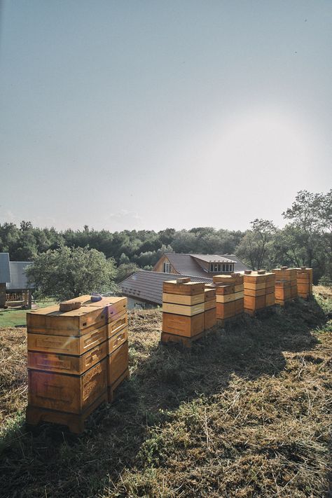 Immerse yourself in the vibrant world of buzzing bees during a sunny summer day. This captivating photo captures the essence of hardworking bees as they transport delicious honey from modern beehives made of polyurethane foam. Experience the warmth and joy of the season, as bees contribute to nature's delicate harmony. Close your eyes and let your imagination take flight with the sounds of buzzing wings and the aroma of sweet, golden honey. Honey Farm, Sunny Summer Day, Buzz Bee, Golden Honey, Polyurethane Foam, Close Your Eyes, Summer Day, Bee Hive, Your Eyes