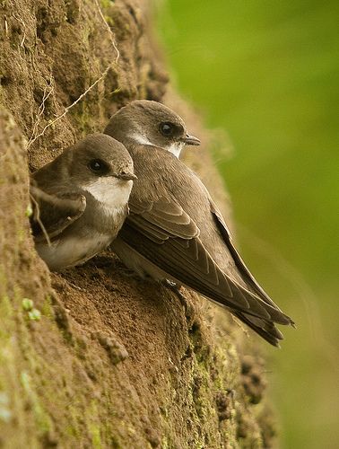 Sand Martin Birds Uk Birds, Sand Martin, Martin Bird, Acrylic Ideas, Bird Identification, British Birds, British Garden, Garden Birds, Red Squirrel