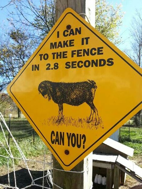 We should have had this sign when we had our buck Bam-Bam! Goat Signs Funny, Goat Signs, Funny Goats, Funny Farm Animals, Goat Ideas, Goat Toys, Totes Ma Goats, Goat Pen, Animal Signs