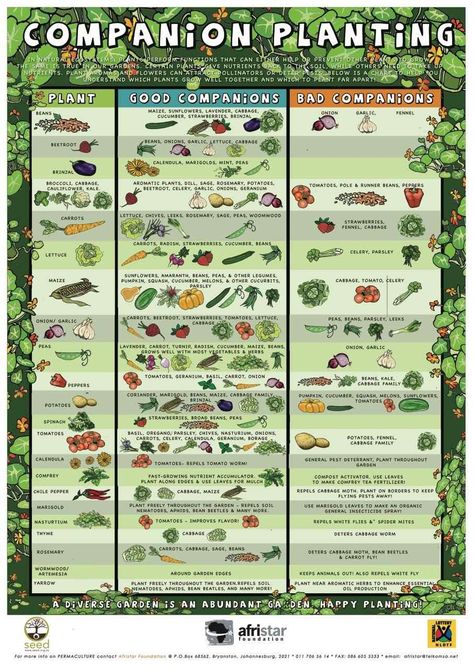 Companion Planting Chart Raised Beds, Zucchini Companion Plants, Planting Chart, Herb Growing, Companion Planting Guide, Companion Planting Chart, Garden Goddess, Plant Friends, Healthy Vegetable