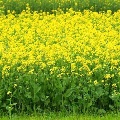 Vegetable Fast, Mustard Garden, Arizona Backyard Landscaping, Green Manure, Arizona Backyard, Leaf Vegetable, Herb Garden In Kitchen, Seed Collection, Spring Vegetables