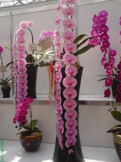 Orchid Plant Care, Orchid Photo, Vanda Orchids, Orchid Show, Orchid Garden, Exotic Orchids, Orchids Garden, Phalaenopsis Orchid, Orchid Care