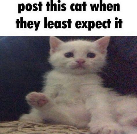 Cat Reaction, Silly Kitties, Soft Kitty Warm Kitty, Funny Car Memes, Ugly Cat, Cat Images, Reaction Pic, Silly Cats Pictures, Owning A Cat