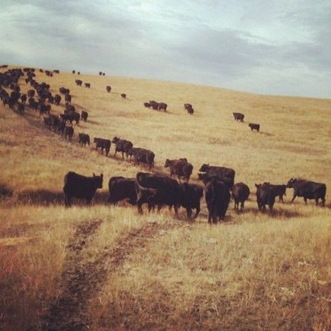 Ranch Aesthetic, Angus Cows, Angus Cattle, Cattle Ranch, Cattle Drive, Wide Open Spaces, Into The West, Farm Photography, Ranch Farm