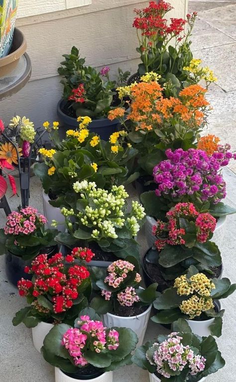 Small Garden Hacks, Flowering Plants In India, Kalanchoe Blossfeldiana, Flower Garden Plans, Outside Plants, Diy Raised Garden, Flower Garden Design, Growing Plants Indoors, Wonderful Flowers