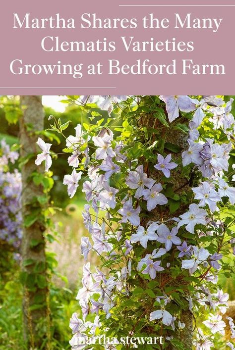 Martha Stewart recently shared photos of the many clematis varieties growing at Bedford Farm in New York. See the climbing vine flourish, here. #gardening #gardenideas #garden #flowergarden #summerflowers #marthastewart #annuals Cattle Fencing, Clematis Varieties, Bald Cypress Tree, Blue Clematis, Purple Clematis, Plants Care, Clematis Flower, Clematis Vine, Pergola Garden