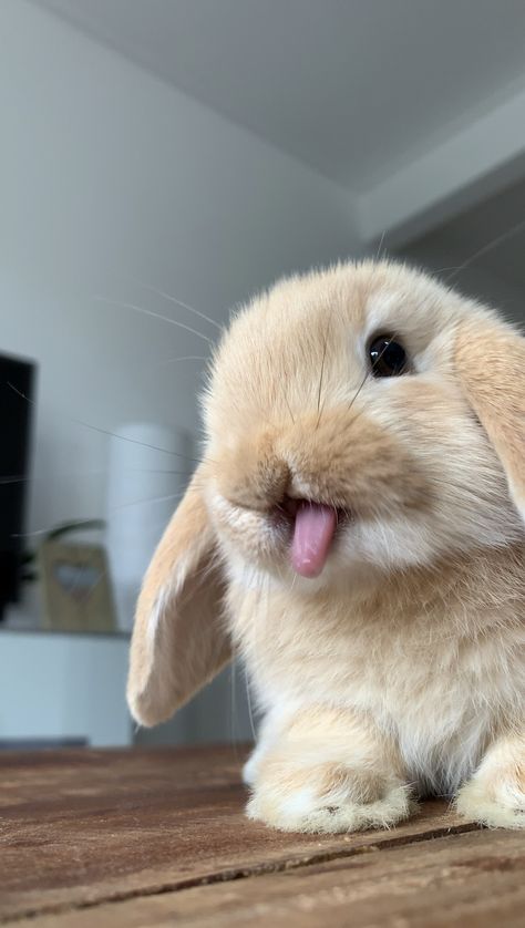 Cute Lop Bunnies, Mini Lop Bunny, Lop Bunnies, Holland Lop Bunnies, Cutest Bunny Ever, Pet Bunny Rabbits, Cute Ducklings, Cute Bunny Pictures, Holland Lop