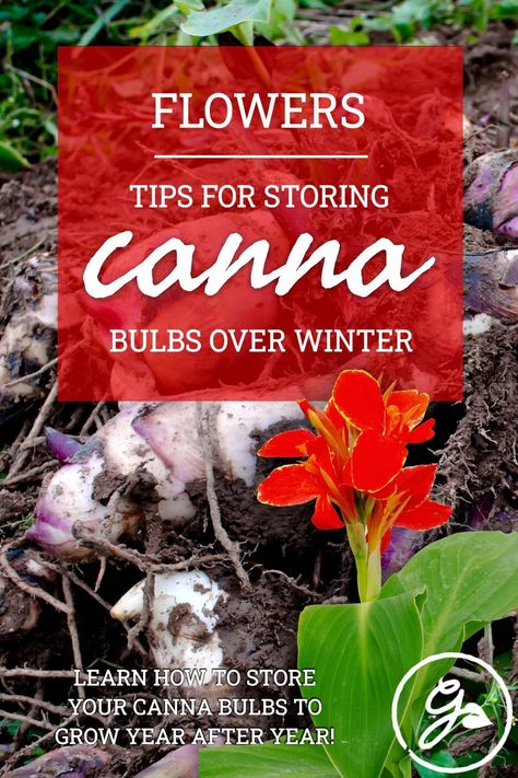 Wintering Canna Bulbs, Cannas In Landscaping, Canna Lily Landscaping, Cana Lilies, Cana Lillies, Canna Lily Garden, Tropical Looking Plants, Cana Lily, Canna Bulbs