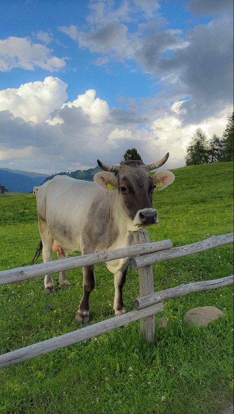 Italy Mood Board, Dolomites Aesthetic, Dolomites Itinerary, Cottagecore Cow, July Mood Board, Farmcore Aesthetic, Summer Mood Board, Aesthetic Nature Photography, Cottagecore Garden