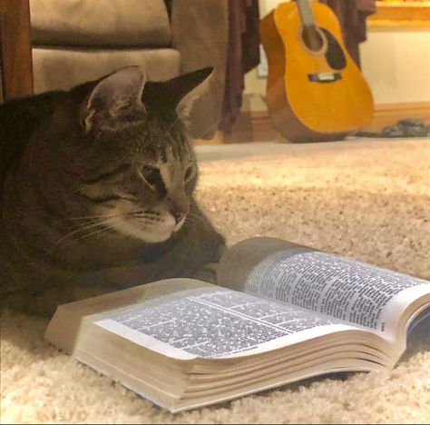 Little kitty cat doing some scripture study Playlist Covers Study, Reading Playlist Cover Aesthetic, Study Spotify Cover, Writing Playlist Cover, Study Spotify Playlist Cover, Reading Playlist Cover, Cat Playlist Covers, Study Playlist Cover, Spotify Cat Playlist Covers