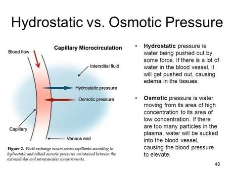 (1) Medical Knowledge on X: "Two forces govern water's movement across capillaries: Hydrostatic pressure (blood pressure): - pressure generated by contractions of the heart during systole -- drives fluid out of vessels Osmotic pressure: - due to the hypertonicity of blood -- retains fluid within vessels https://t.co/ldPYq9Zzjp" / X Hydrostatic Pressure, Osmotic Pressure, Summer Study, Water Movement, Medical Knowledge, Blood Vessels, Blood Flow, Nursing School, Art Journaling