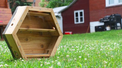 Amazing indoor beehive ships with an established colony, makes... Diy Cans, Diy Picture, Save The Bees, Cool Inventions, Bee Keeping, Bee Hive, Fun Diys, Bee, Ships