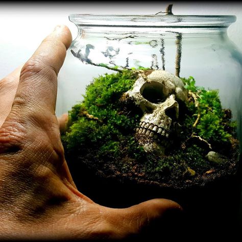 When you are a follower of horror 💀but like terrarium🌿 Horror + Terrarium made by @kris_aquario . Follow us:  @thuysinhxanh . . . . . . . . . . . #succulents, #cactos, #cactus, #handmade, #succulove, #homedecor, #garden, #suculentas, #minijardim, #artesanato, #succulents_only, #lovesucculents, #botanica, #suculentasbrasil, #crazyplantlady, #jardinagem, #indoorplants, #arquitetura, #granjaviana, #suculentasbr, #natureza, #thuysinhxanh , #paisagismo, #terrarios, #jardim, #loveplants, #succulentg Horror Terrarium, Plant Lady, Potted Plants, Terrarium, Indoor Plants, Follow Us, Cactus, Plants