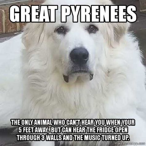 Great Pyrenees Drawing, Great Pyrenees Funny, Pyrenees Puppies, Great Pyrenees Puppy, Pyrenees Dog, Livestock Guardian Dog, Livestock Guardian, Great Pyrenees Dog, Puppy Funny