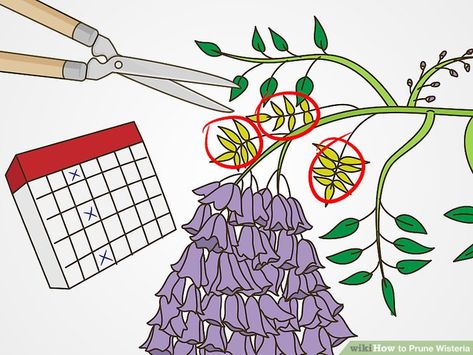 How To Get Wisteria To Bloom, Wisteria Ideas Gardens, Diy Trellis For Wisteria, Support For Wisteria, Chinese Wisteria Tree, How To Train Wisteria, Growing Wisteria In A Pot, Where To Plant Wisteria, Propagating Wisteria From Cuttings