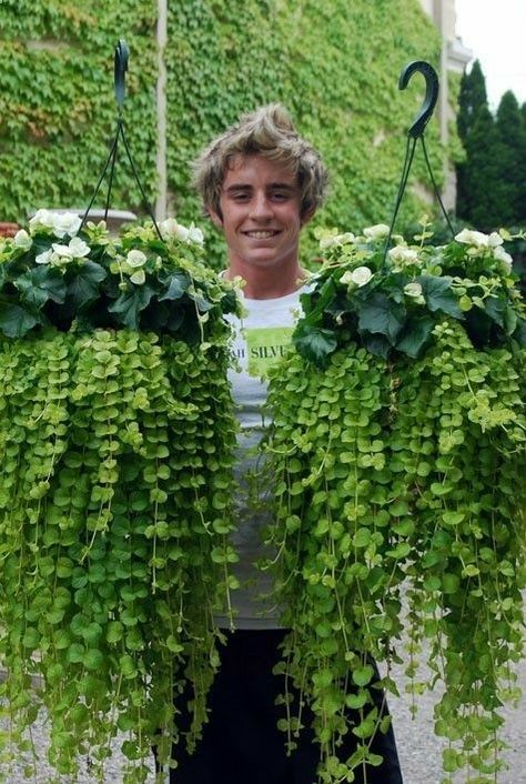 creeping jenny and white begonias Kolam Koi, Diy Container Gardening, نباتات منزلية, Creeping Jenny, Container Gardening Flowers, Hanging Flower Baskets, Have Inspiration, Garden Containers, Shade Garden