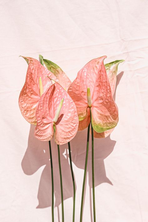 Anthurium Arrangement, Pink Anthurium, Anthurium Flower, Flamingo Flower, Garden Chic, Light Pink Flowers, Large Floral Print, Flower Therapy, Birthday Printables