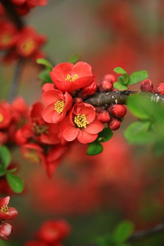 . Flowering Quince, Spring Blossom, Flowering Trees, Red Flower, Beautiful Blooms, Ikebana, Amazing Flowers, Love Flowers, Quince