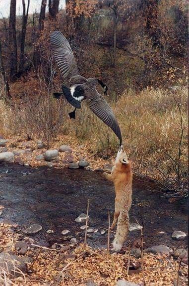 Waterfowl Taxidermy, Animal Taxidermy, Wildlife Pictures, Hunting Decor, Whitetail Deer, Animals Of The World, Land Art, Funny Animal Pictures, Wildlife Art