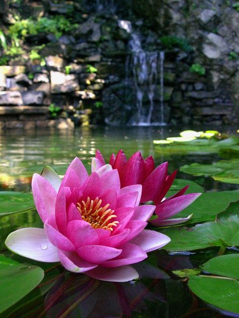 Lovely Waterlily Photography, Lotus Flower Photography, Tanaman Air, Lotus Flower Tattoo Design, Lotus Flower Pictures, White Lotus Flower, Lily Lotus, Water Lilly, Flower Landscape