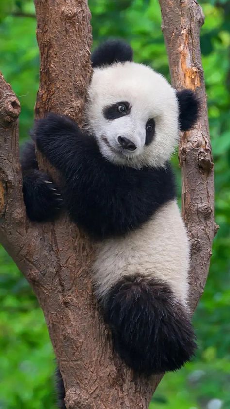 Wild Panda, Cute Disney Pictures, Animal Symbolism, Panda Love, Baby Panda, Cute Animal Photos, Touching You, Cute Panda, Cute Creatures