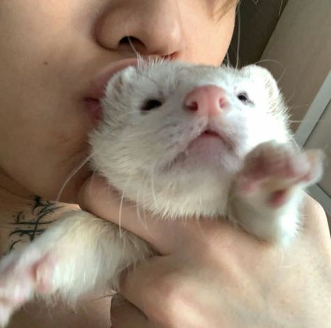 White Ferret, Baby Ferrets, Funny Ferrets, Pet Ferret, Draco Malfoy Aesthetic, Cute Ferrets, Korean Artist, Draco Malfoy, Cute Little Animals