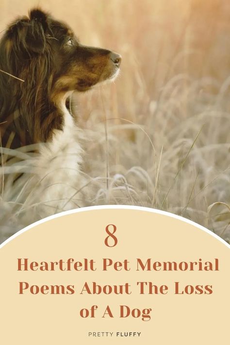 Dog Passing Poem, Quotes About Dogs Passing, Pet Sympathy Quotes, Pet Poems, Pet Loss Dog, Pet Psychic, Miss My Dog, Dog Poems, Memorial Ideas