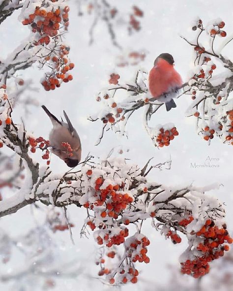 Congratulations Photos, Nature Quotes Adventure, Travel Quotes Wanderlust Adventure, Travel Quotes Adventure, Winter Woodland, Winter Bird, Winter Animals, Winter Break, Christmas Mood