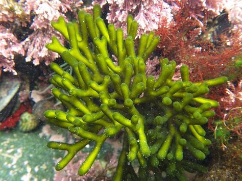 Codium fragile tomenosoides Green Sea Fingers seaweed images Saltwater Aquarium Fish, Underwater Plants, Marine Plants, Bush Plant, Sea Slugs, Aquascape Aquarium, Green Algae, Saltwater Tank, Aquarium Plants