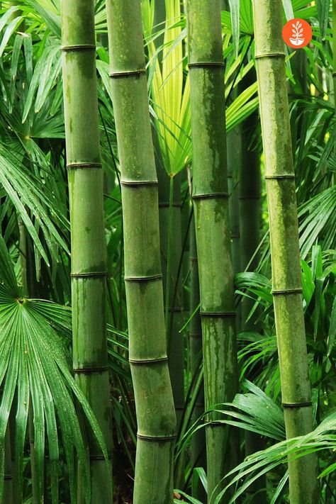 Bamboo is one of the most easily identifiable plants around the world. Its distinct internode segments give it a unique look ideal for both interior and outdoor ornamental use. It’s not only lovely to look at but is incredibly useful in many forms, like clothing. It can even be used to improve your soil’s structure! Neat, huh? 🎍 Did you know there are different kinds of bamboo? Learn more about this fascinating plant on our blog! 💚 Organic Garden, Seed Company, Vegetable Gardening, Garden Seeds, Organic Gardening, Vegetable Garden, Soil, Did You Know, Improve Yourself