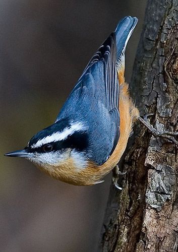 Nuthatch Bird, Bird House Kits, Backyard Birds, Bird Pictures, Pretty Birds, Bird Photo, Colorful Birds, Bird Garden, Little Birds