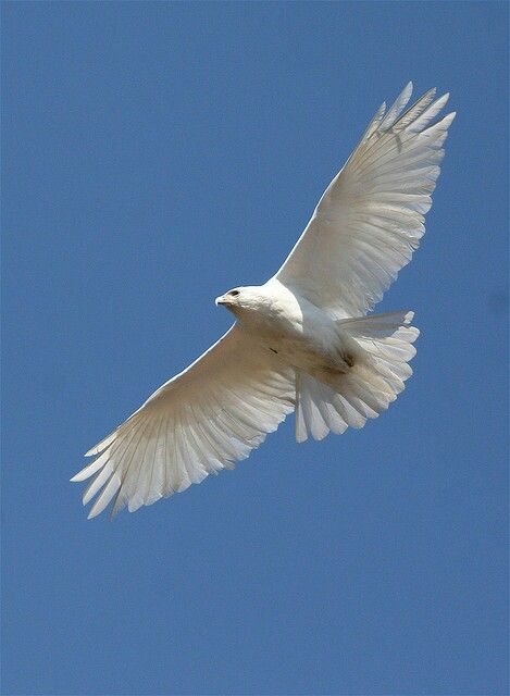 White hawk flying Rare Albino Animals, Hawk Pictures, White Eagle, Albino Animals, Most Beautiful Birds, Bird Wallpaper, Trailer Park, White Bird, Big Bird