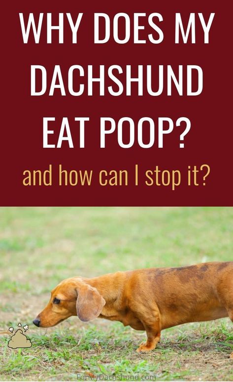 How To Stop Dogs From Digging, Potty Training Dachshunds, How To Stop A Dog From Digging, Why Do Dogs Eat Their Poop, Dachshund Facts, Dog Eats, Dachshund Breed, Dachshund Memes Hilarious, Weiners