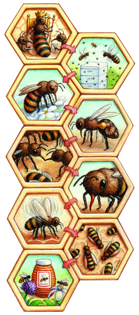 Producing honey is a strenuous team effort for bees Bee Projects For Kids, How Bees Make Honey, Honey Pictures, Making Honey, Different Bees, Bee Things, Animal Activities For Kids, Homeschool Nature Study, Bee Drawing