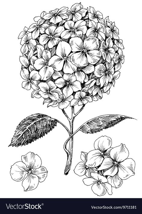 Drawing Of Hydrangea, Hydrangea Line Drawing, Hydrangeas Drawing, Drawn Hydrangea, Hydrangea Sketch, Hydrangea Tattoo, Flower Line Drawings, Flower Drawing Tutorials, Flower Sketches