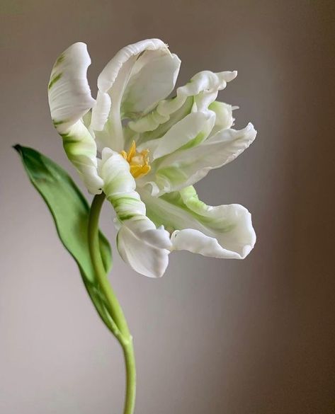 Parrot Tulips, Flower Therapy, Floral Artwork, Plant Illustration, Floral Illustrations, Flower Pictures, Flowers Photography, Horticulture, Botanical Art