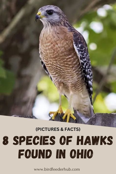 Ever wondered about the majestic hawks soaring above Ohio? Dive into the fascinating world of the 8 species that call this state home, from their unique appearances to the diverse habitats they occupy. Discover where to spot them and learn what makes each species stand out. Ohio Pictures, Ohio Birds, Northern Goshawk, Sharp Shinned Hawk, Northern Canada, Red Tailed Hawk, See Videos, Bird Feeder, Bird Species