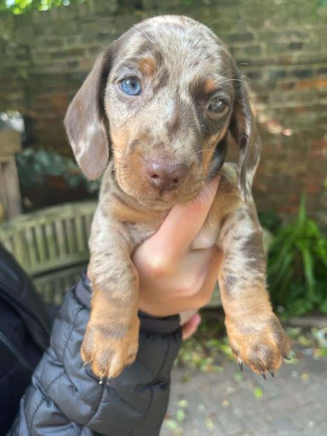 Miniature dachshund Dapple Dachshund Miniature, Miniature Dachshund Puppy, Mini Dachshund Puppies, Dachshund Miniature, Puppy Pads Training, Dachshund Puppies For Sale, Dachshund Puppy Miniature, Miniature Dachshunds, Dapple Dachshund