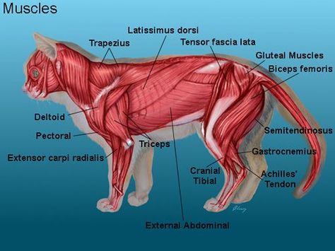 Feline Anatomy, Future Veterinarian, Vet Tech School, Veterinary Tech, Vet Tech Student, Vet Life, Vet Technician, Educational Decor, Veterinary Assistant