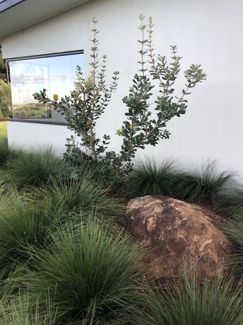 Australian Bush Garden, Landscaping With Boulders Front Yard, Simple Front Garden Ideas Australian, Native Front Yard, Draught Tolerant Landscape, Native Cottage Garden, Boulder Landscape, Boulder Garden, Beach House Garden