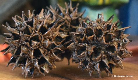 The magick & medicinal uses of witches burrs & how to use them – Beckoning Broom Witches Burrs, Voodoo Hoodoo, Sweet Gum, Folk Magic, Witch Doctor, Herbal Magic, Magic Aesthetic, The Good Witch, Traditional Medicine